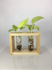 Desktop Garden - Twin Hydroponic Planter