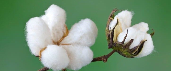 Organic Cotton vs Regular Cotton : What’s the Difference?