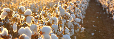 What is Pima Cotton?