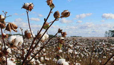 WHAT IS ORGANIC COTTON?