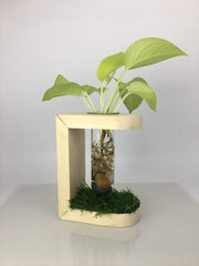 Desktop Garden - Crescent Moon Hydroponic Planter