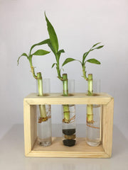 Desktop Garden - Triple Hydroponic Planter