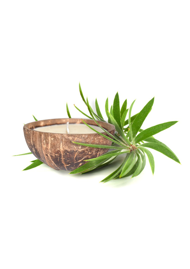Tea Tree HANDMADE COCONUT SHELL CANDLE