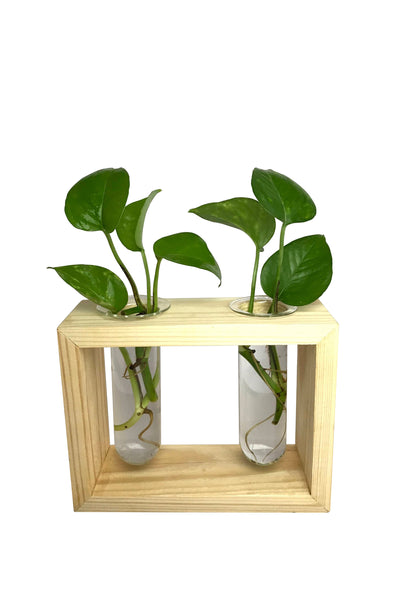 Desktop Garden - Twin Hydroponic Planter