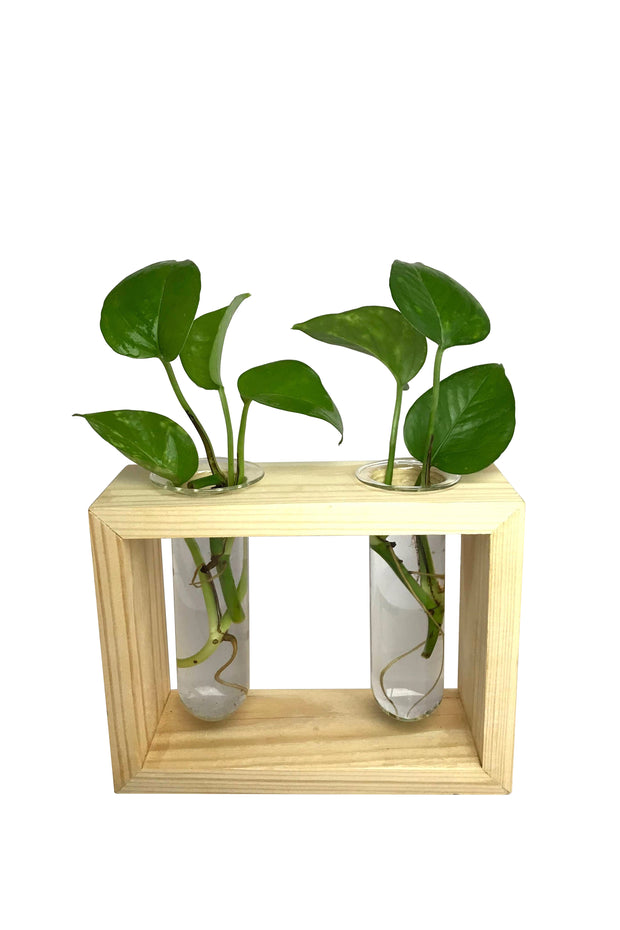 Desktop Garden - Twin Hydroponic Planter