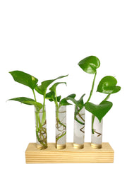 DESKTOP GARDEN - Series test tube planter -1