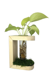 Desktop Garden - Crescent Moon Hydroponic Planter